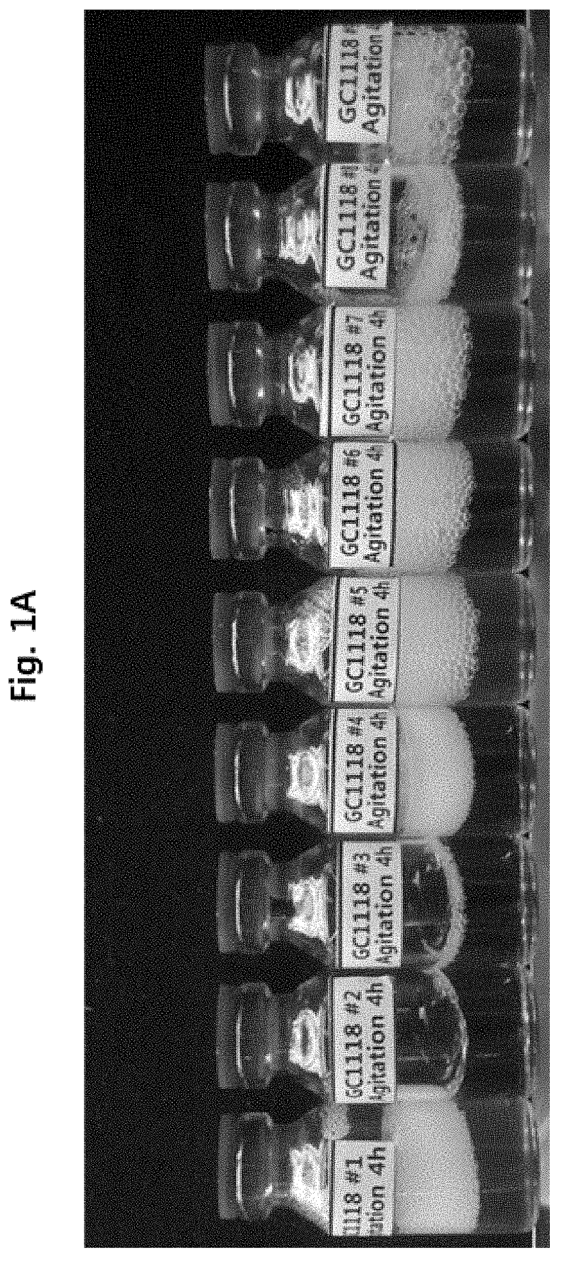 Pharmaceutical formulation comprising Anti-egfr antibody