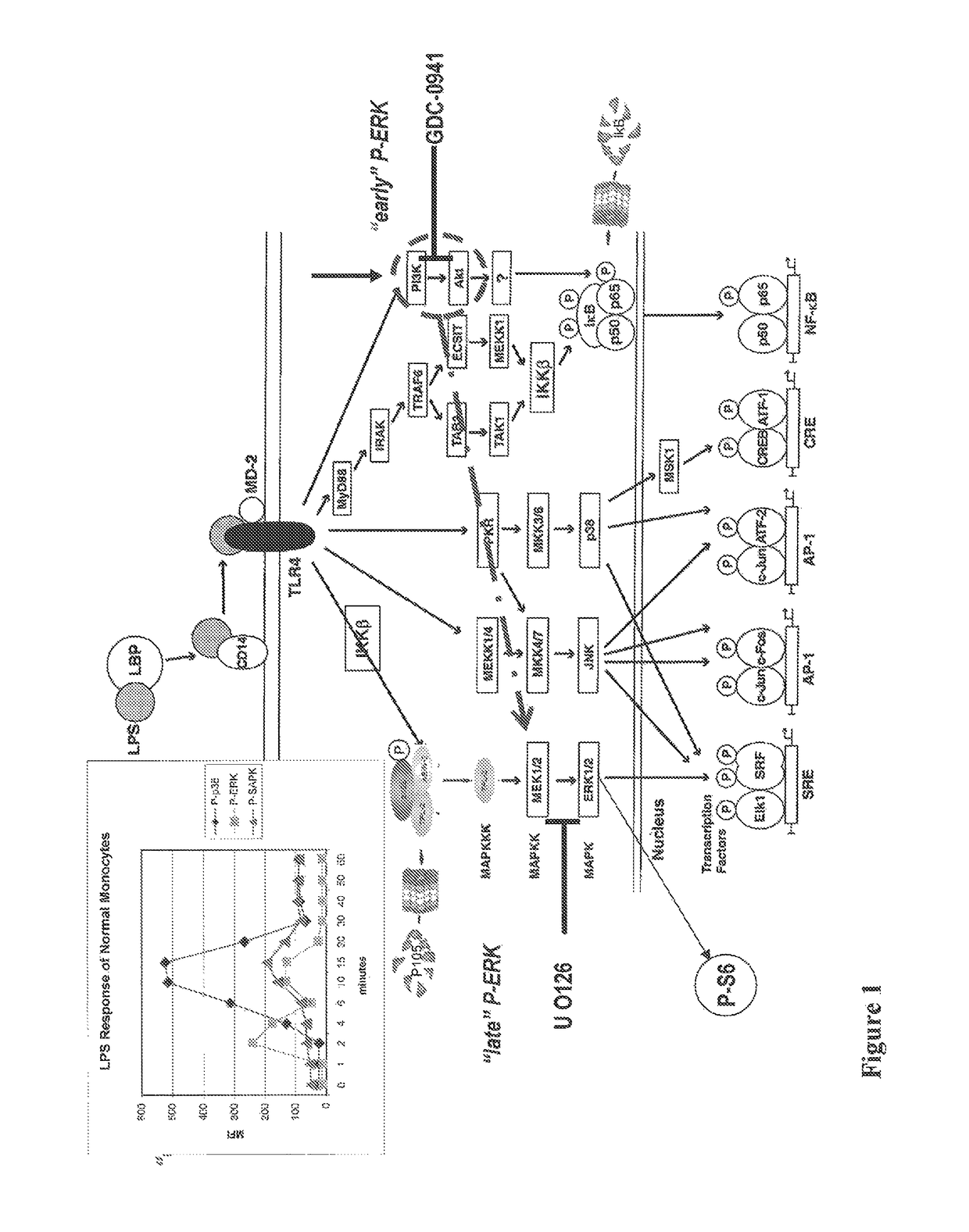 Proteasome inhibition assay and methods of use