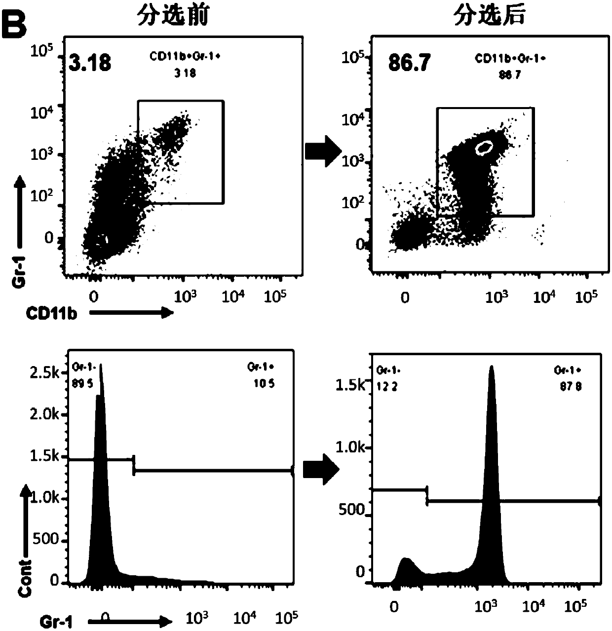 Application of MDSCs in constructing BA animal model and construction method of BA mouse model