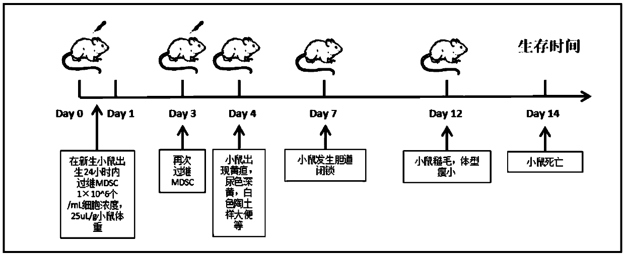 Application of MDSCs in constructing BA animal model and construction method of BA mouse model