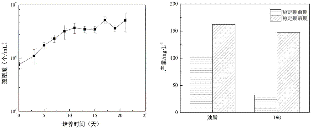 Mixotrophic scenedesmus and application thereof in sewage resource treatment