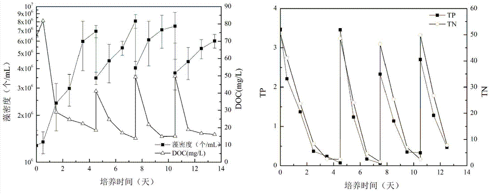 Mixotrophic scenedesmus and application thereof in sewage resource treatment