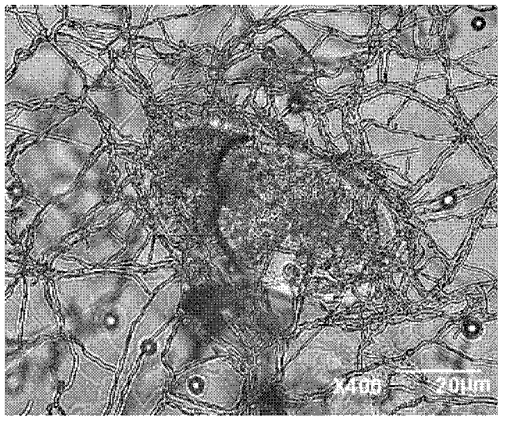 A kind of Paecilomyces lilacinus and its cultivation method and application