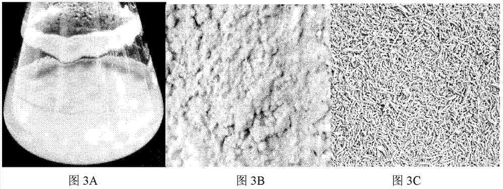 A kind of Paecilomyces lilacinus and its cultivation method and application