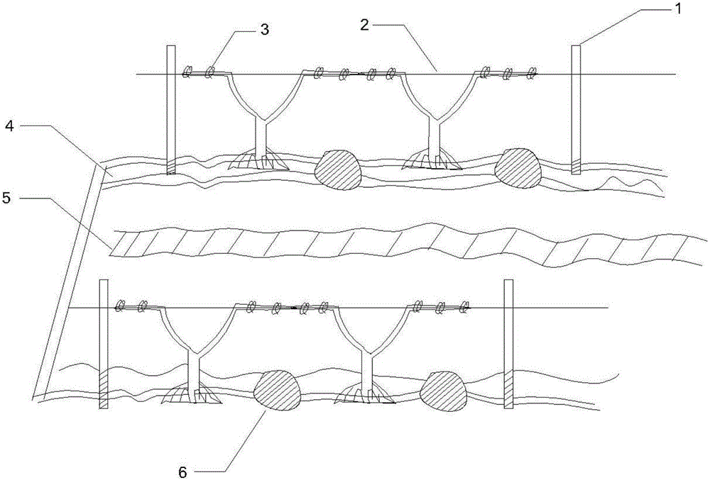 A method of cultivating greenhouse mulberries by using horizontal straight line fist growing