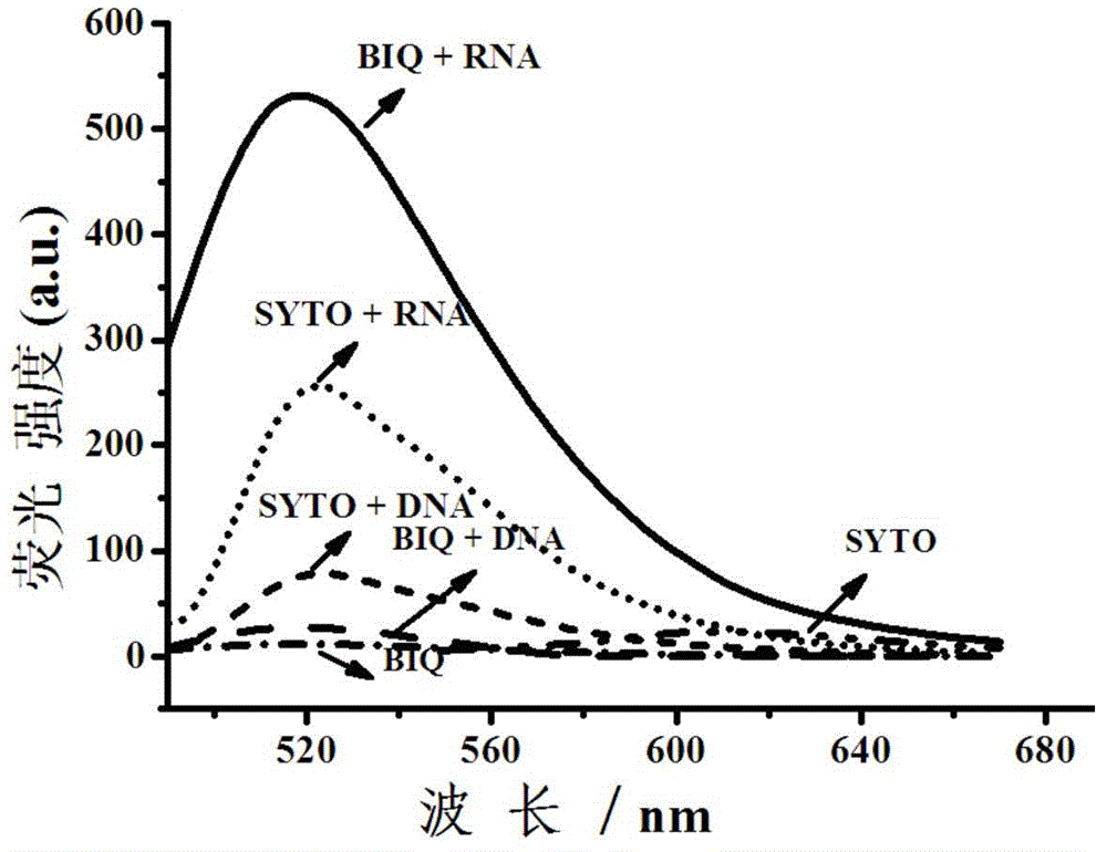 Fluorescent dye with nitrobenzimidazole as RNA (ribonucleic acid) recognition group as well as preparation method and application of fluorescent dye