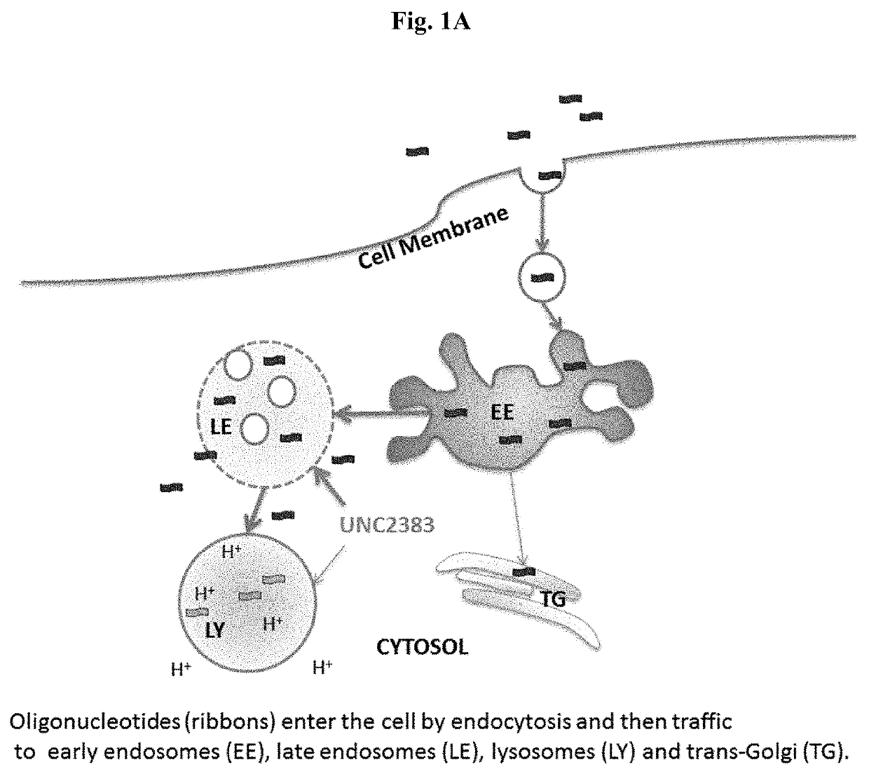 Benzimidazoles that enhance the activity of oligonucleotides