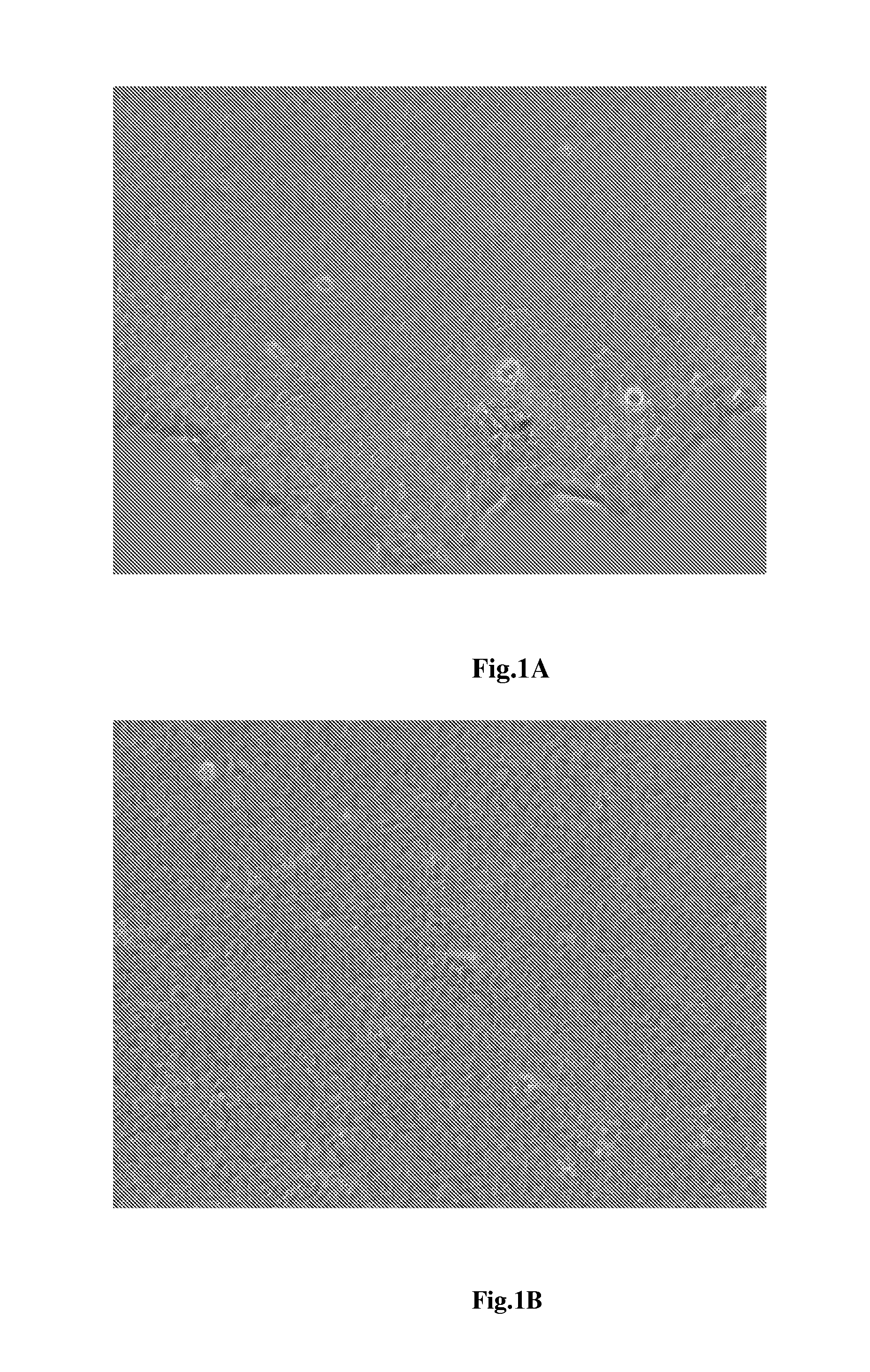 Method for neuroepithelial cells differentiation from pluripotent stem cells and medium using same