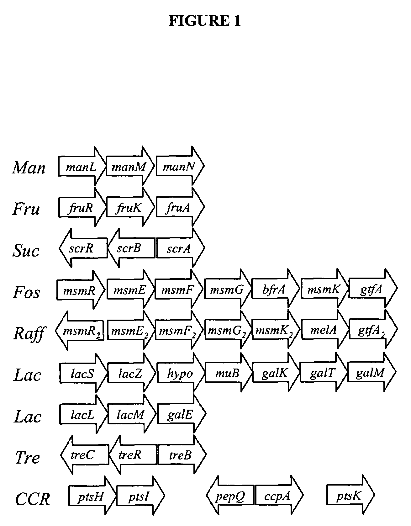 Lactobacillus acidophilus nucleic acid sequences encoding carbohydrate utilization-related proteins and uses therefor