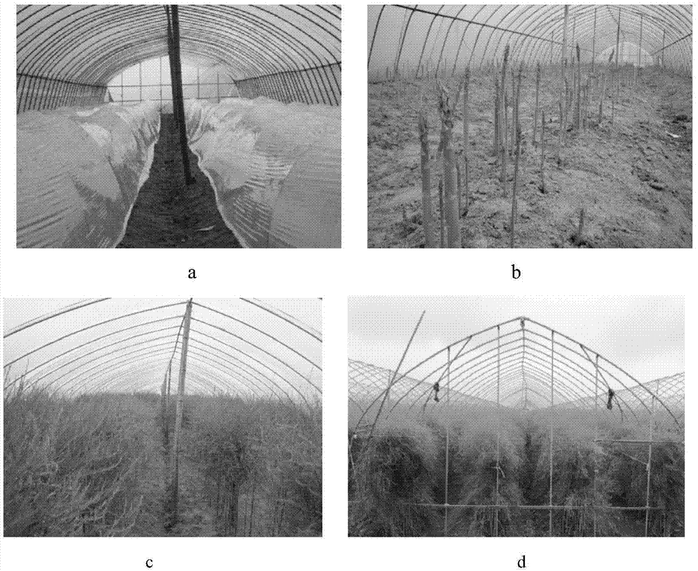 Method for harvesting and cultivating asparagus at all seasons through twice stem keeping, twice film coverage and twice film uncovering for asparagus