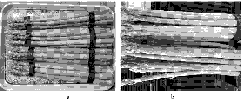 Method for harvesting and cultivating asparagus at all seasons through twice stem keeping, twice film coverage and twice film uncovering for asparagus