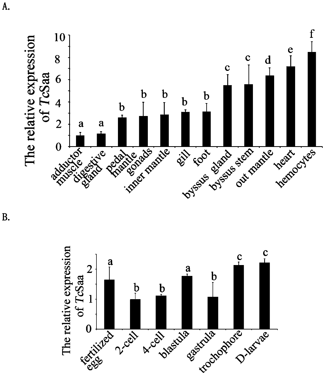 SAA gene related to tridacna immunity and application of gene in preparing tridacna pathological detection reagent