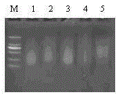 Method for detecting redried tobacco varietal complexity