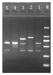 Method for detecting redried tobacco varietal complexity