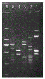 Method for detecting redried tobacco varietal complexity