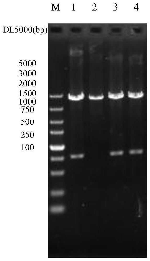 Genetically engineered bacterium for producing 5alpha-androstanedione and application thereof