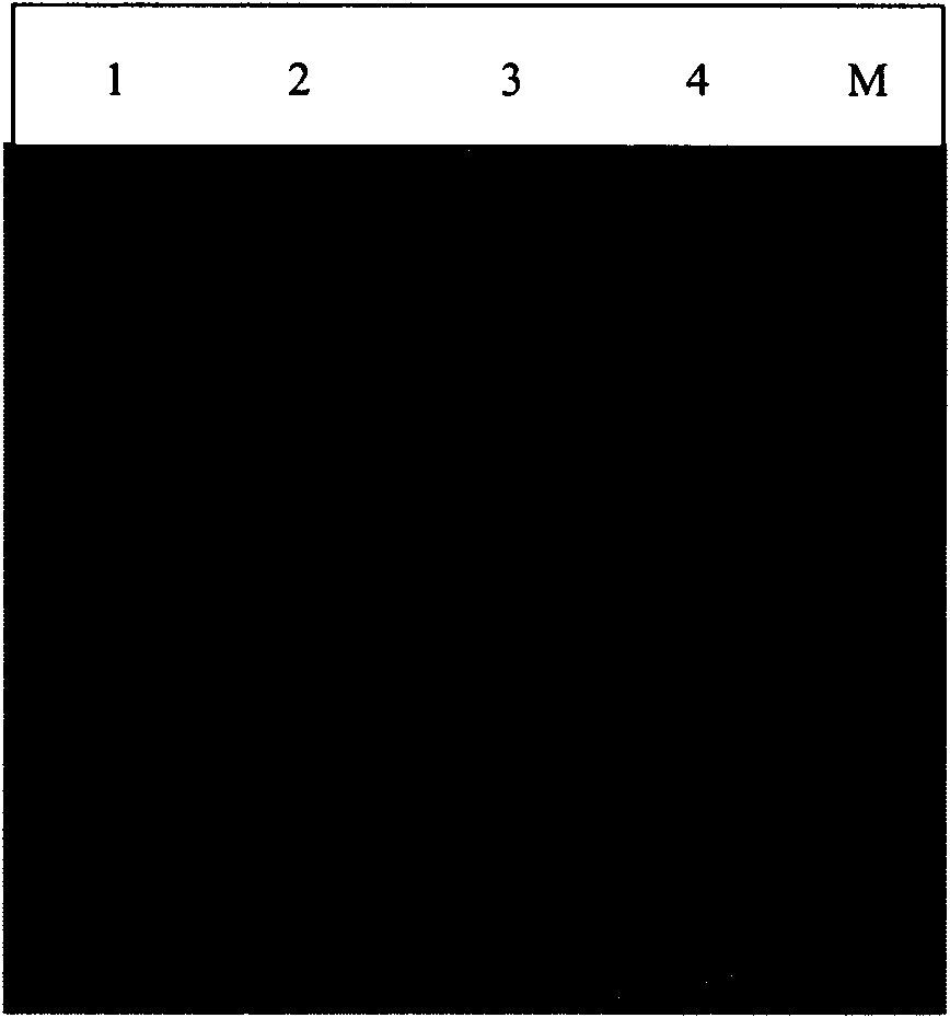 Method for efficient expression, renaturation and purification of lipocalin