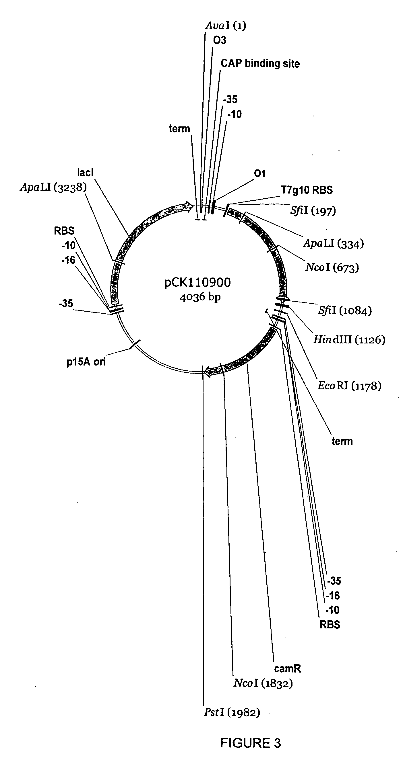 Enzymatic processes for the production of 4-substituted 3-hydroxybutyric acid derivatives