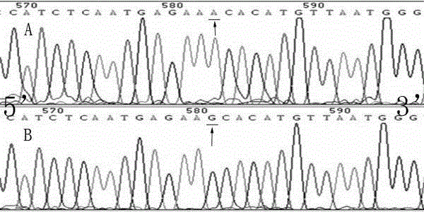 -2380 locus variant of mitochondrial fusion gene 2 and detection method thereof