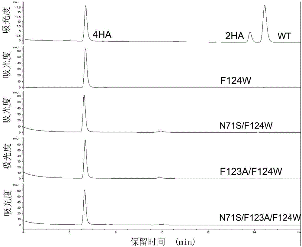 Regioselective bacterium nitroreductase gene and application thereof