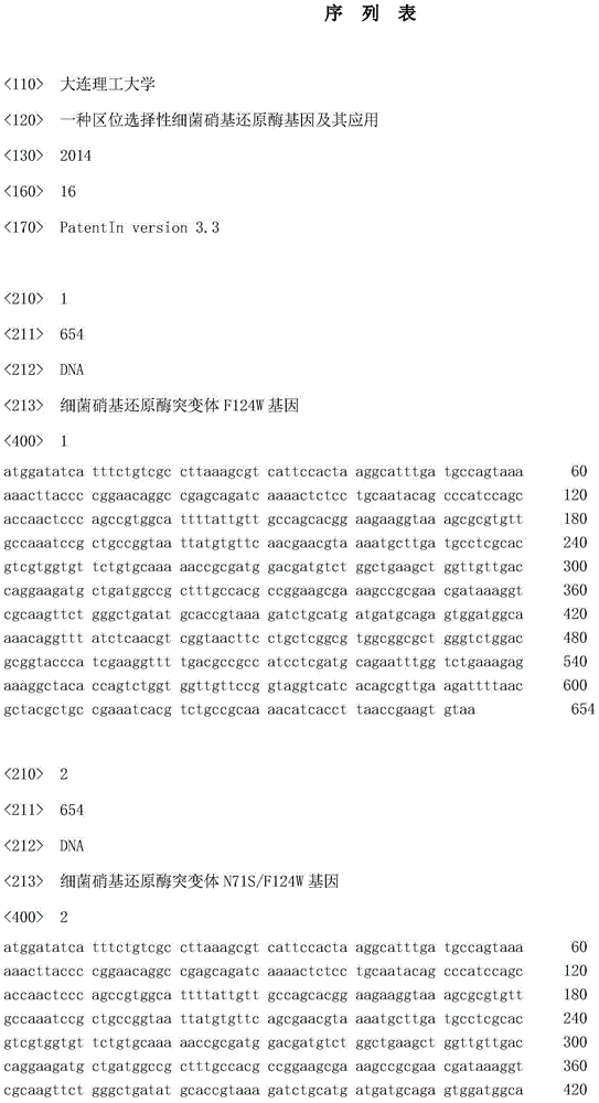 Regioselective bacterium nitroreductase gene and application thereof