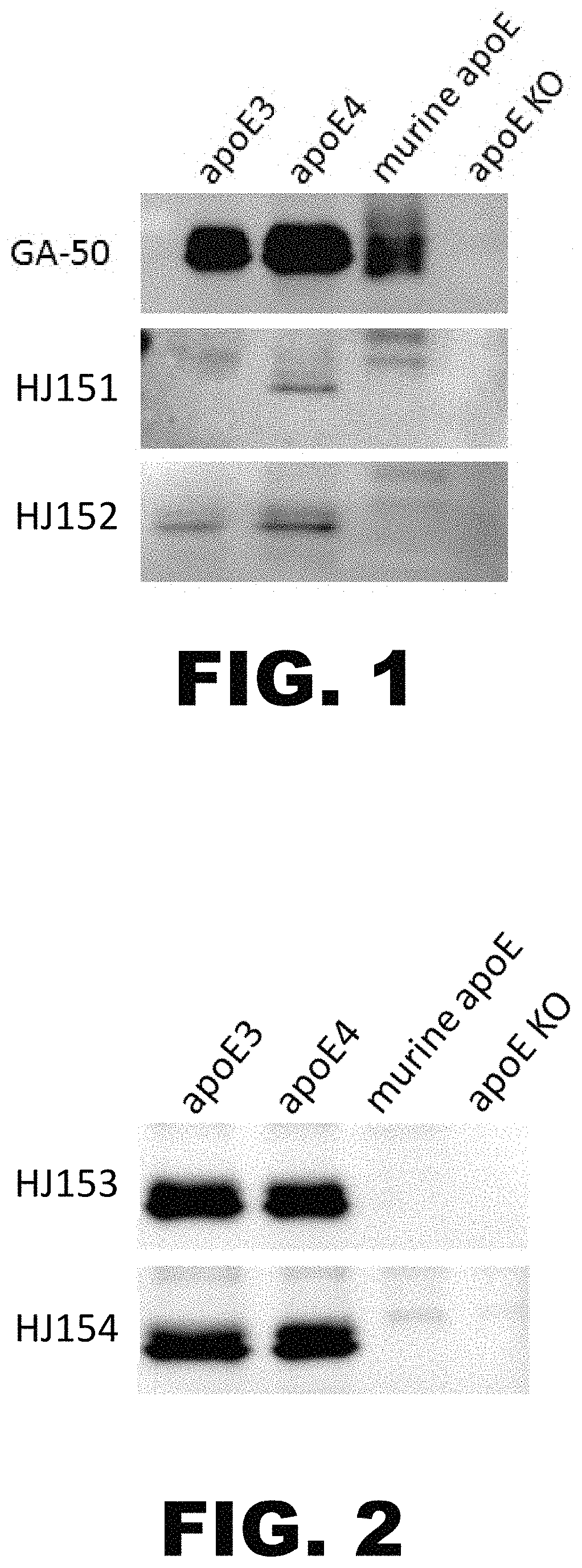 Anti-ApoE antibodies