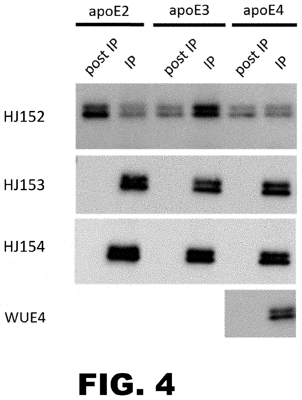 Anti-ApoE antibodies