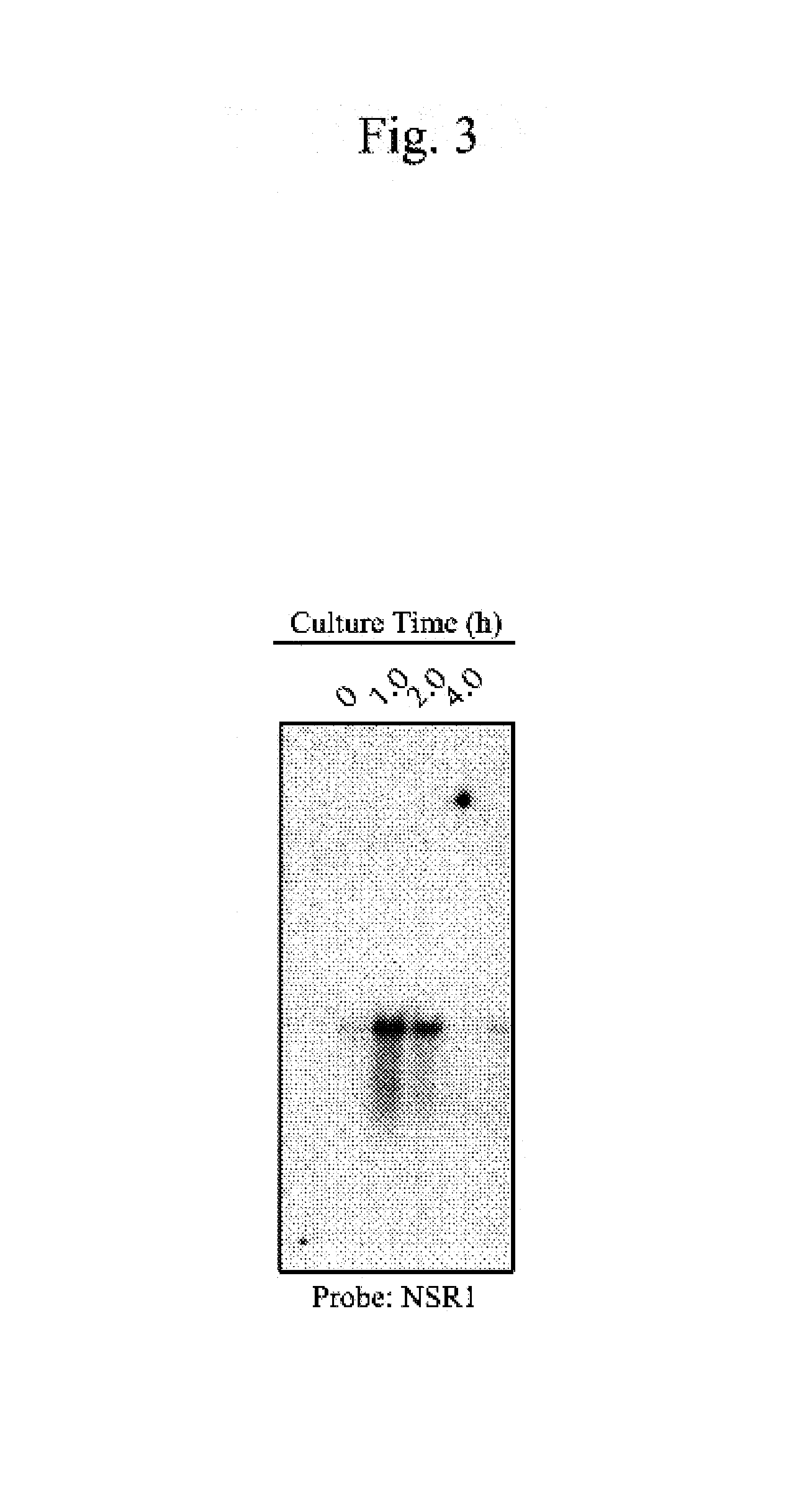 Yeast-origin promoter and vector and expression system using the same