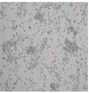 Bacillus amyloliquefaciens separated from fermented soya beans and used for producing protease