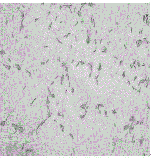 Bacillus amyloliquefaciens separated from fermented soya beans and used for producing protease