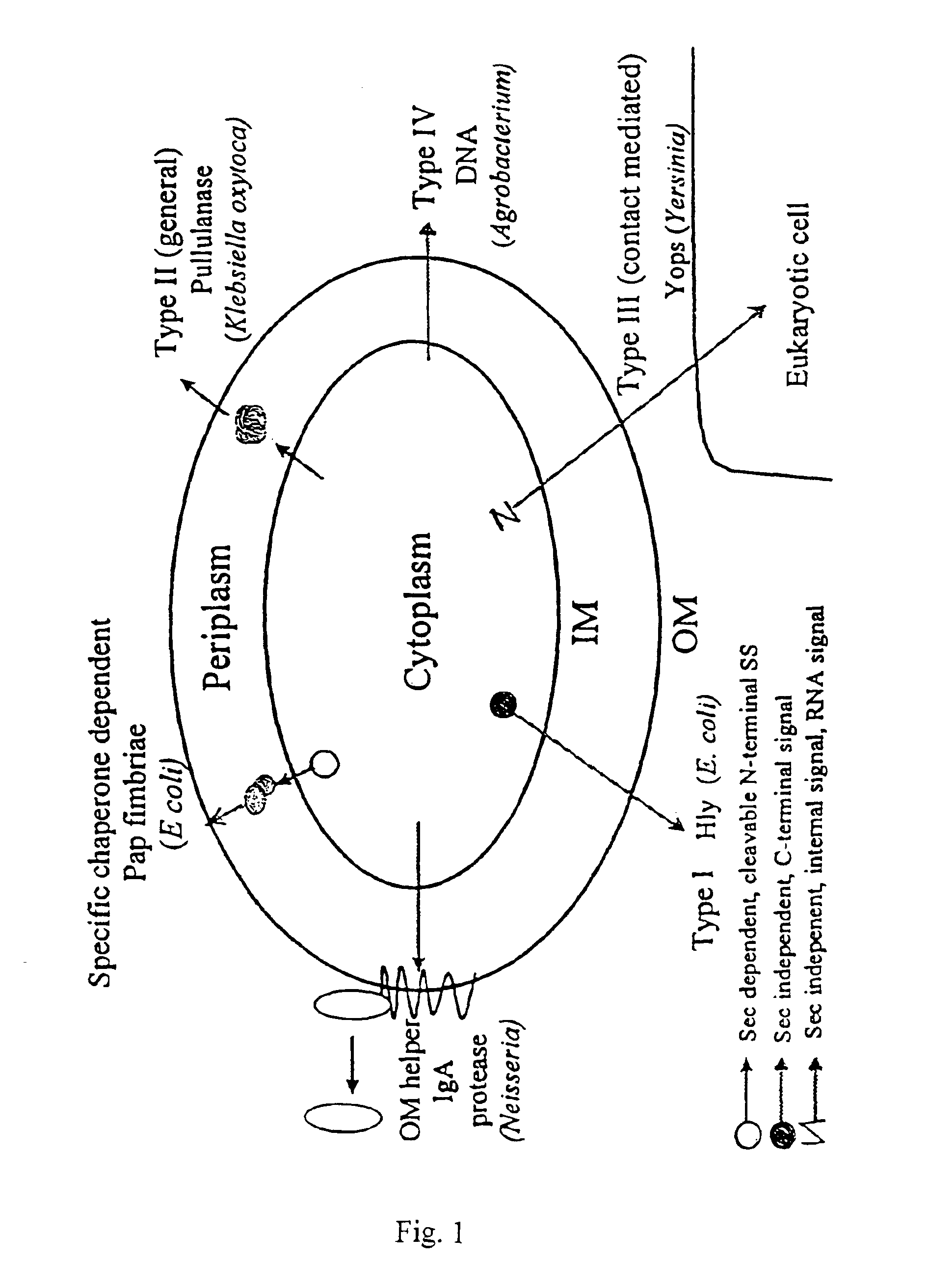 Microbial protein expression system