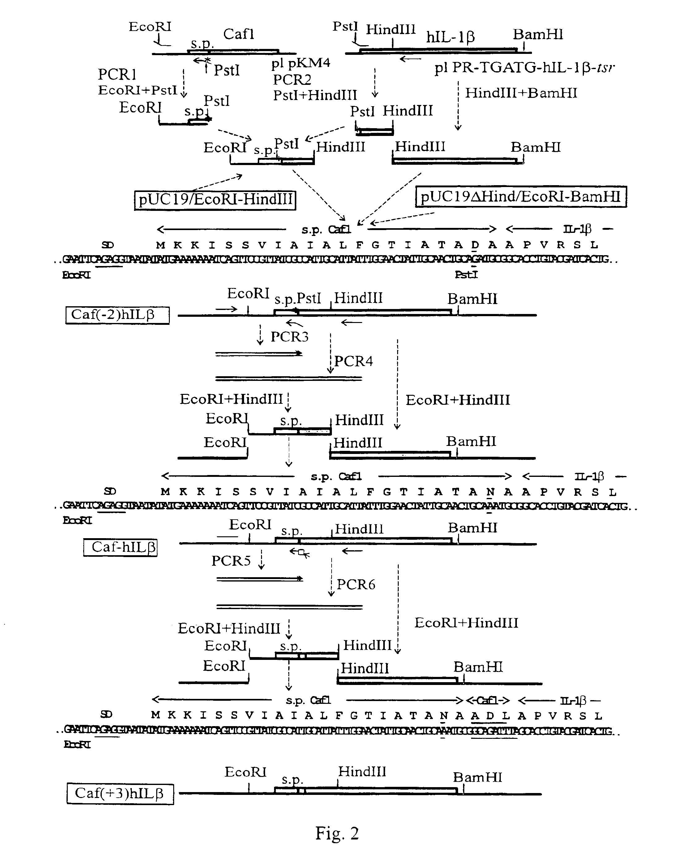 Microbial protein expression system