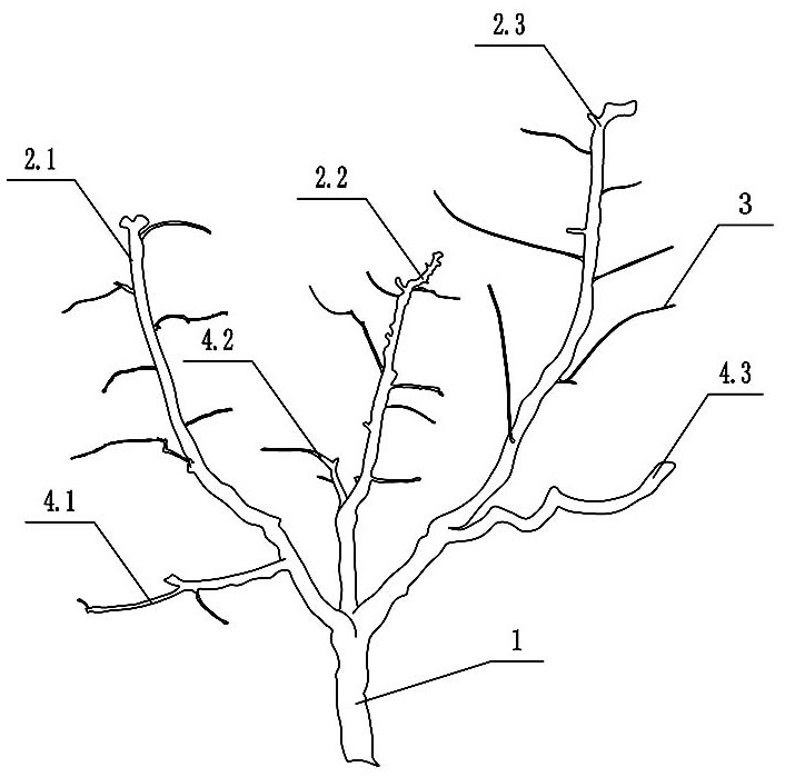 Three-main-branch peach tree shape and pruning method