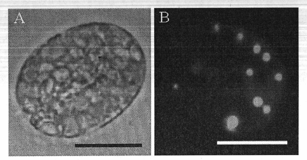 Method for detecting oil content of microalgae