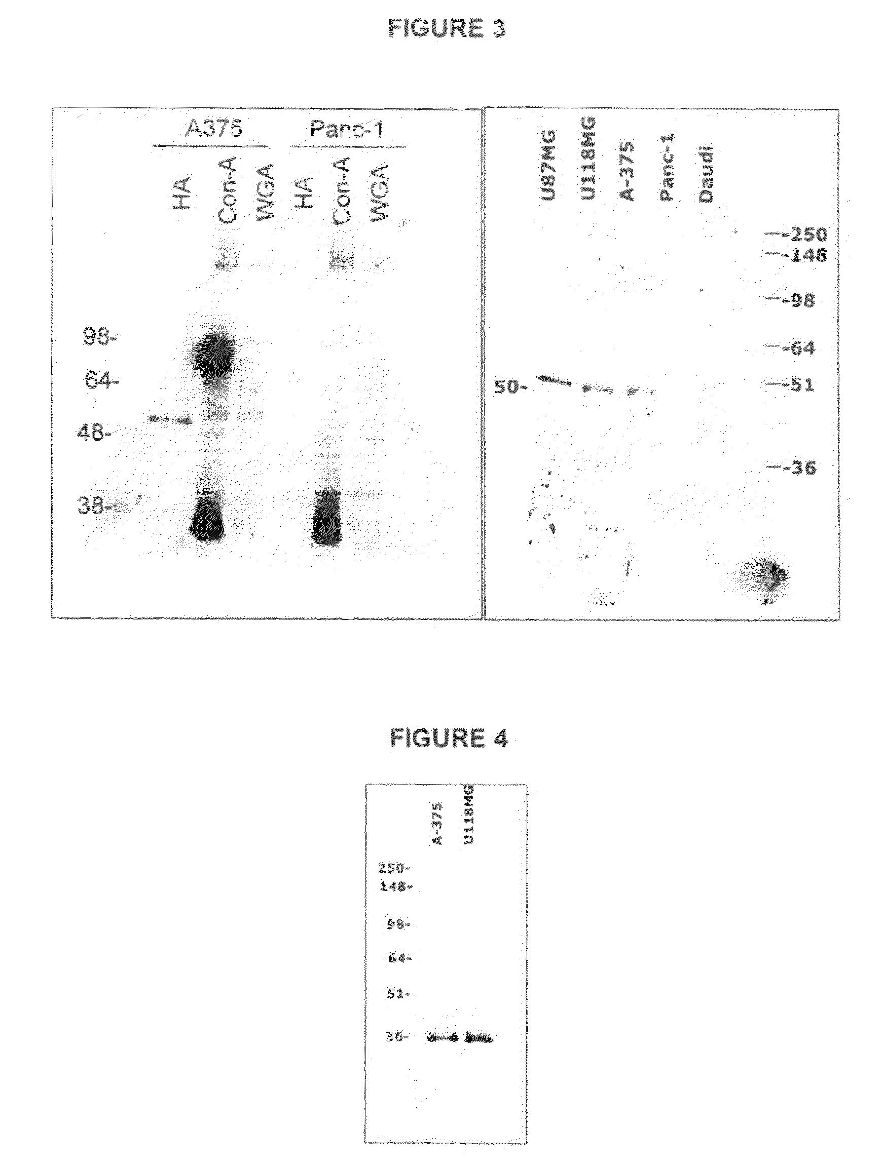 Novel cancer-associated antigen