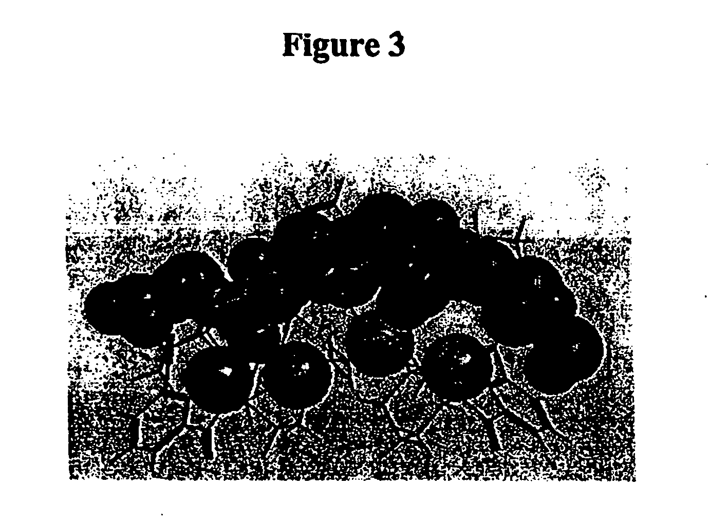 Bridged macrocyclic module compositions