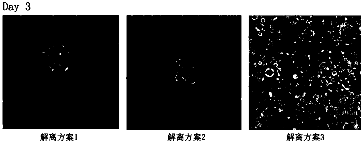 In vitro culture method of cancer type organs