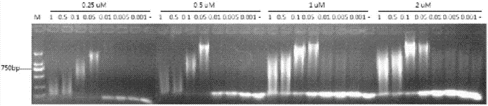 Kit and method for detecting microRNA (ribonucleic acid)-155