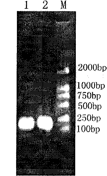 Prawn white spot syndrome virus VP37p polypeptide fragment and application thereof