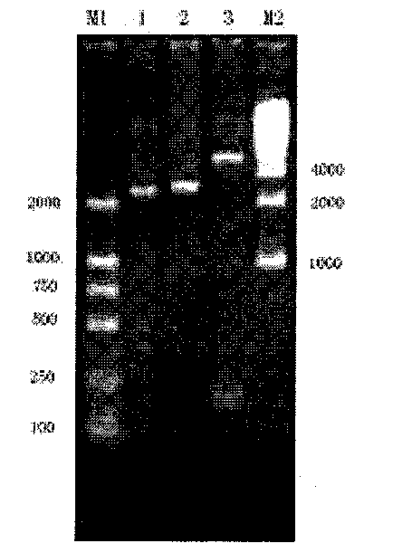 Prawn white spot syndrome virus VP37p polypeptide fragment and application thereof