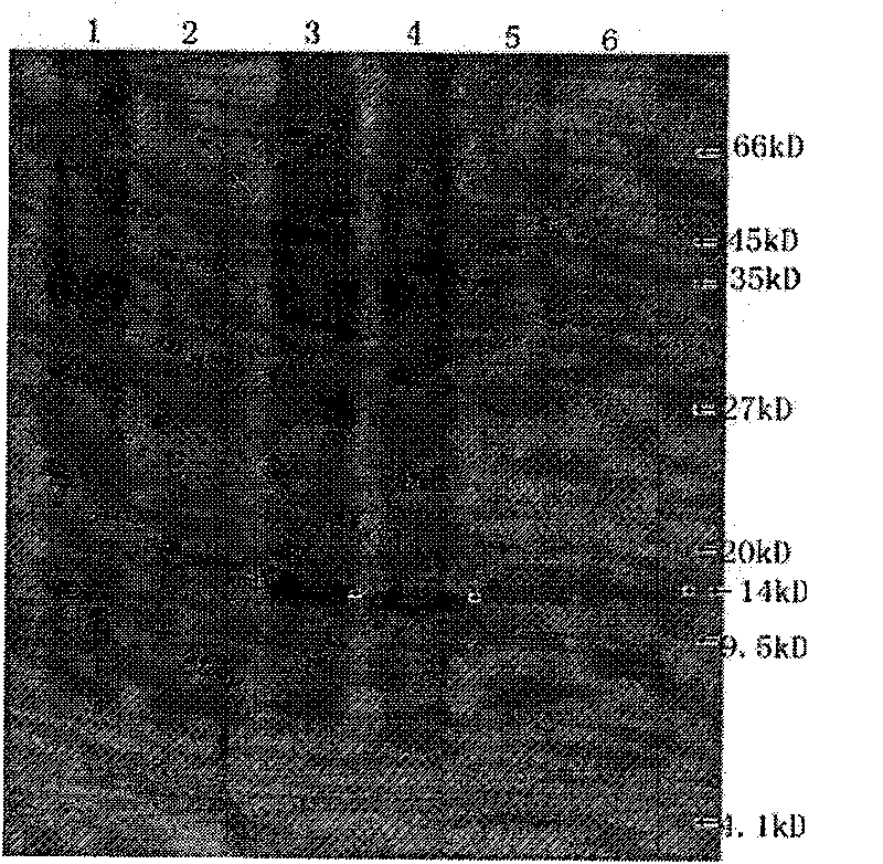 Prawn white spot syndrome virus VP37p polypeptide fragment and application thereof