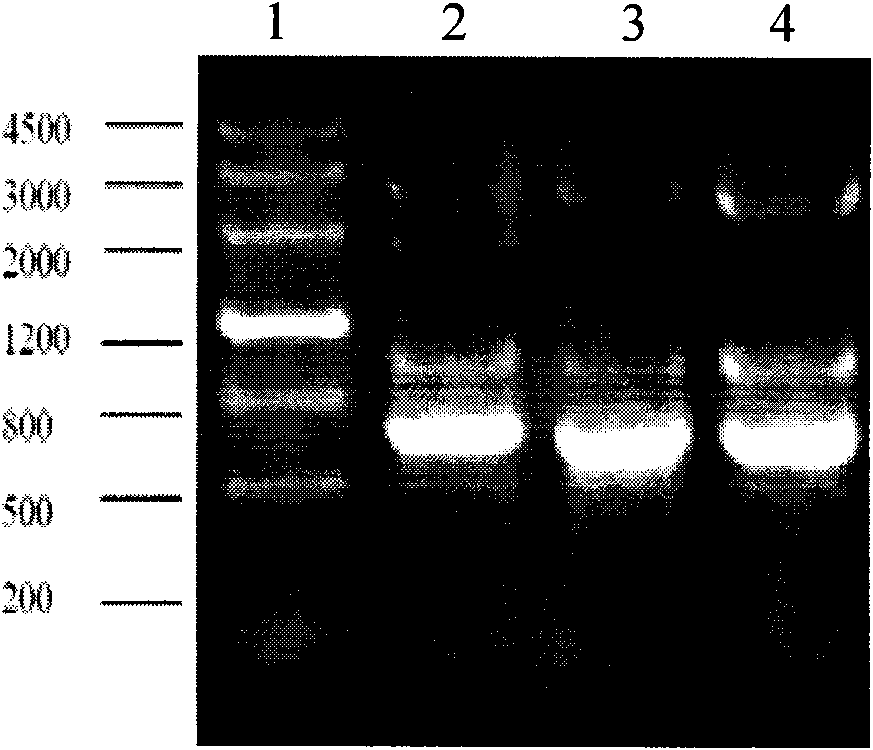 3-sterone-9alpha-hydroxylation enzyme gene, 3-sterone-9alpha-hydroxylation enzyme reductase gene, relevant carriers, engineering bacteria and applications thereof