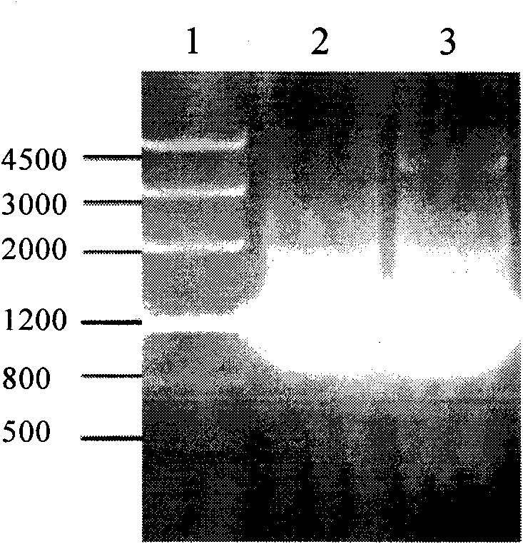 3-sterone-9alpha-hydroxylation enzyme gene, 3-sterone-9alpha-hydroxylation enzyme reductase gene, relevant carriers, engineering bacteria and applications thereof