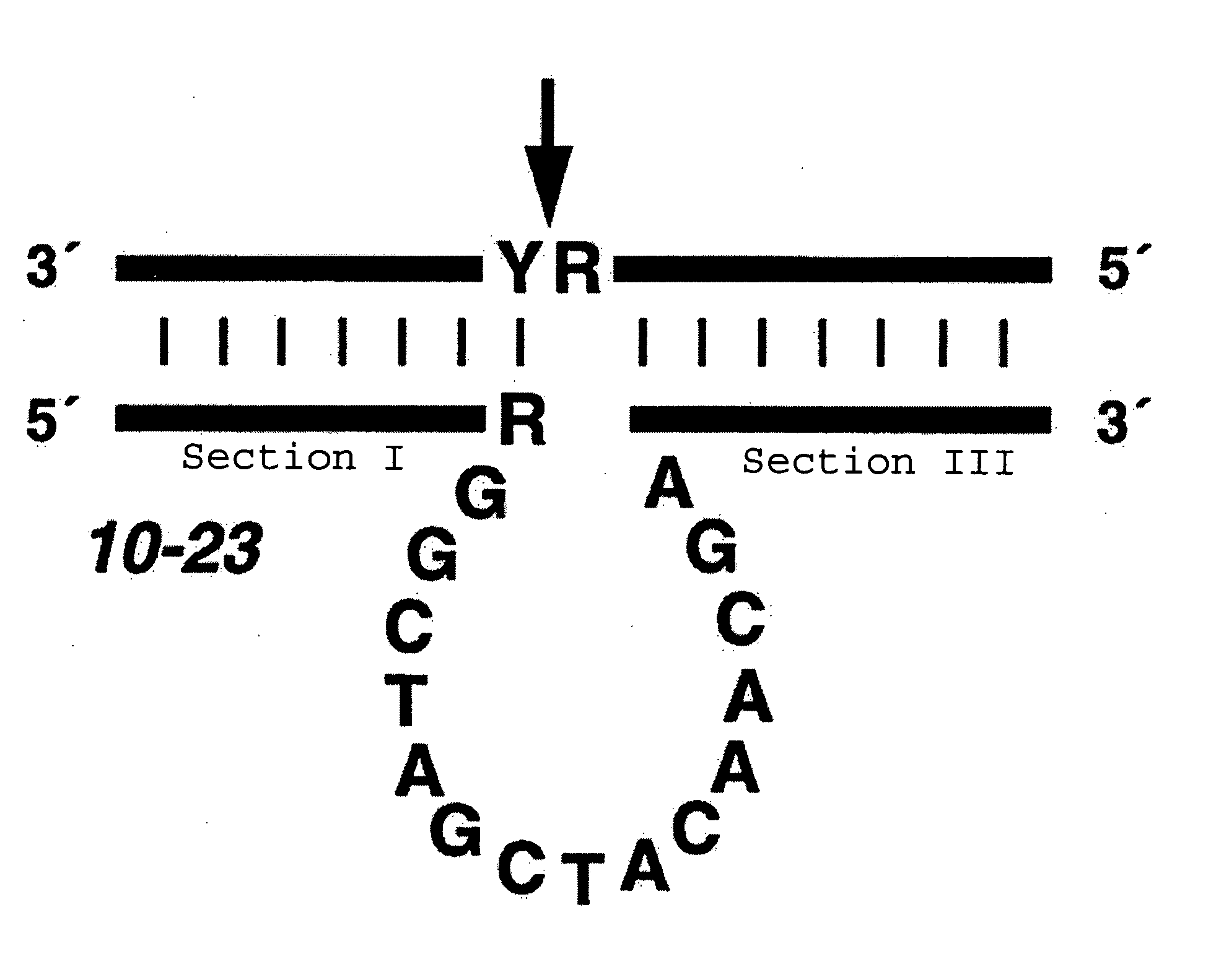 Effective and stable DNA enzymes