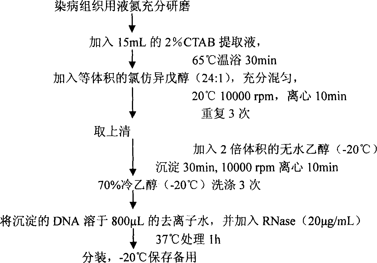 Detection method of soyabean phytophthora and special primer