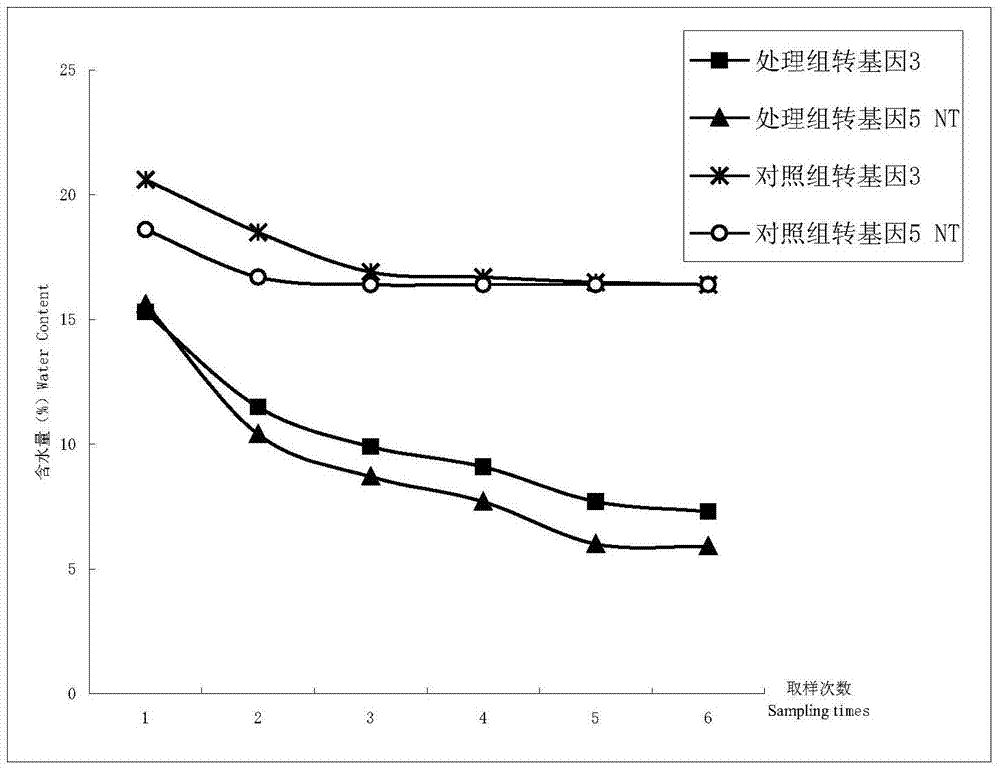 Method for screening drought tolerant variety by using rice secondary root difference