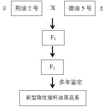 Breeding method and application of new recessive dwarf rape