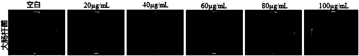 P-aminobenzene sulfonic acid metal complex antibacterial agent as well as preparation method and application thereof