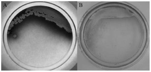 A method for activating the expression of microbial recessive secondary metabolite biosynthetic gene clusters