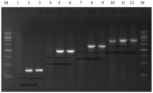 A method for activating the expression of microbial recessive secondary metabolite biosynthetic gene clusters